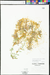 Cuscuta campestris image