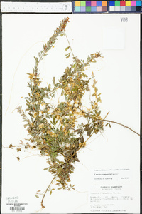 Cuscuta campestris image