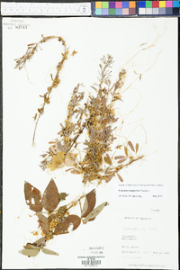 Cuscuta campestris image