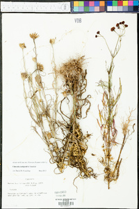 Cuscuta campestris image