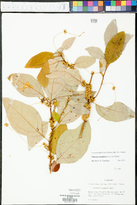 Cuscuta compacta image