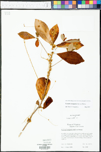 Cuscuta compacta image