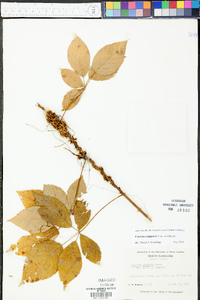 Cuscuta compacta image