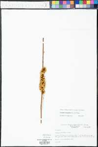 Cuscuta compacta image