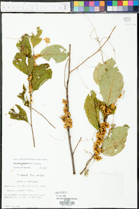 Cuscuta compacta image