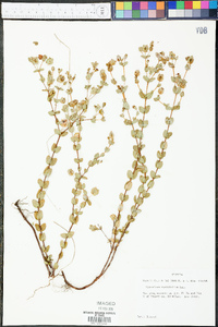 Hypericum myrtifolium image