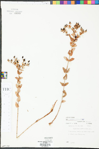 Hypericum myrtifolium image