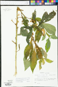 Cuscuta gronovii image