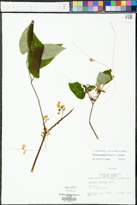 Cuscuta gronovii image