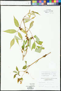 Cuscuta gronovii image