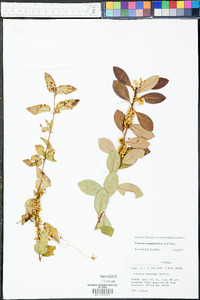 Cuscuta compacta image