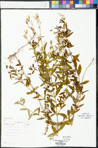 Rhexia mariana var. mariana image
