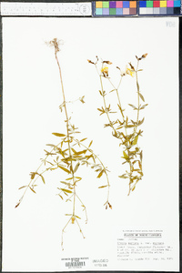 Rhexia mariana var. mariana image