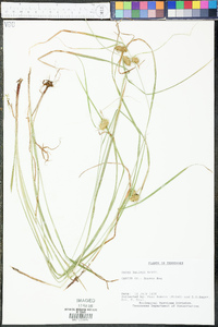 Carex baileyi image