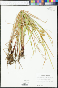 Carex baileyi image