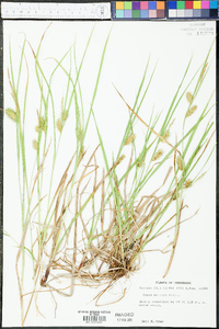 Carex baileyi image