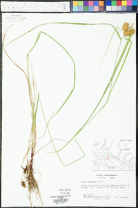 Carex baileyi image