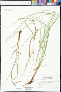 Carex baileyi image