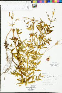 Rhexia nashii image