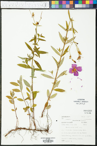 Rhexia nashii image