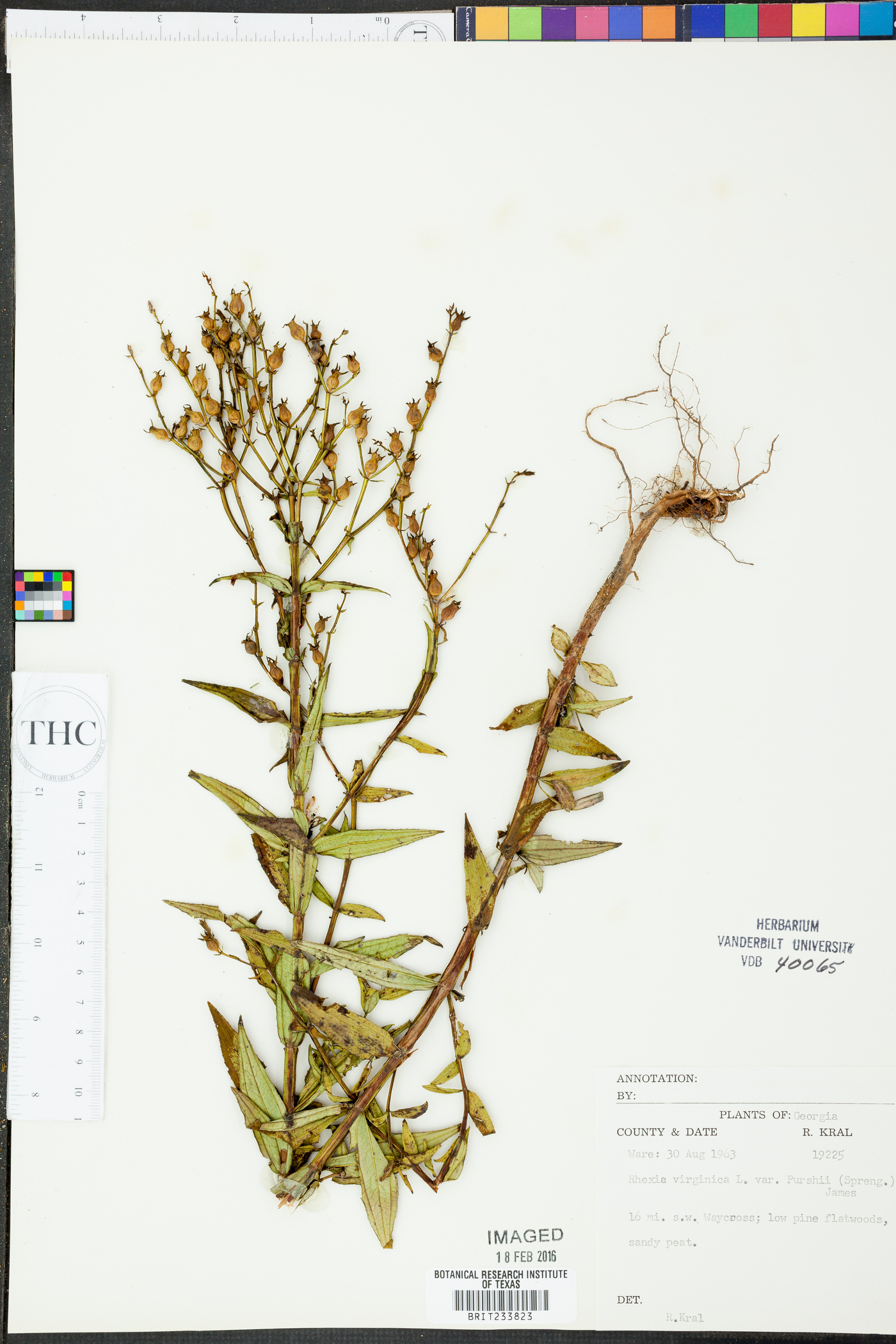Rhexia virginica var. purshii image