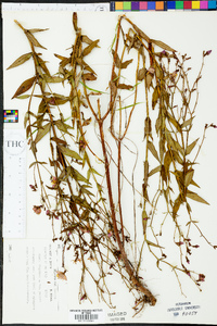 Rhexia virginica var. purshii image