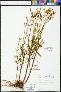 Rhexia virginica var. purshii image