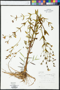 Rhexia virginica var. purshii image