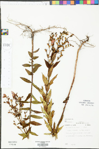 Rhexia virginica image