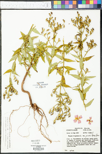 Rhexia virginica image