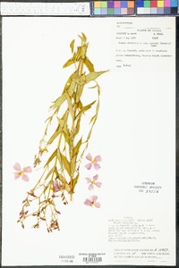 Rhexia virginica var. purshii image