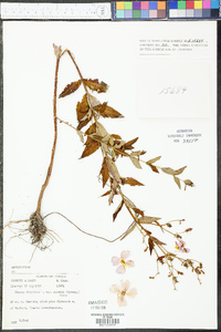 Rhexia virginica image