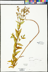 Rhexia virginica var. purshii image