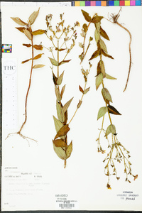 Rhexia virginica var. purshii image