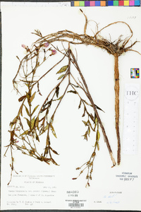 Rhexia virginica image