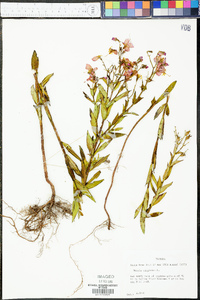 Rhexia virginica image