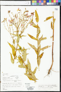 Rhexia virginica image