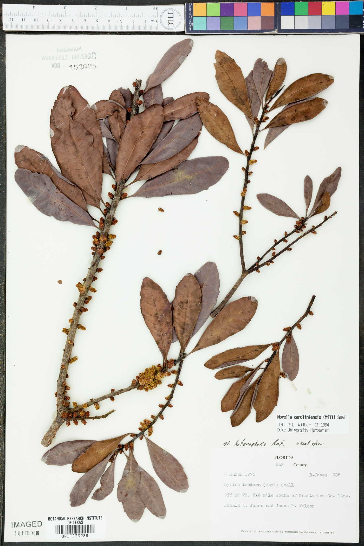 Myrica caroliniensis image