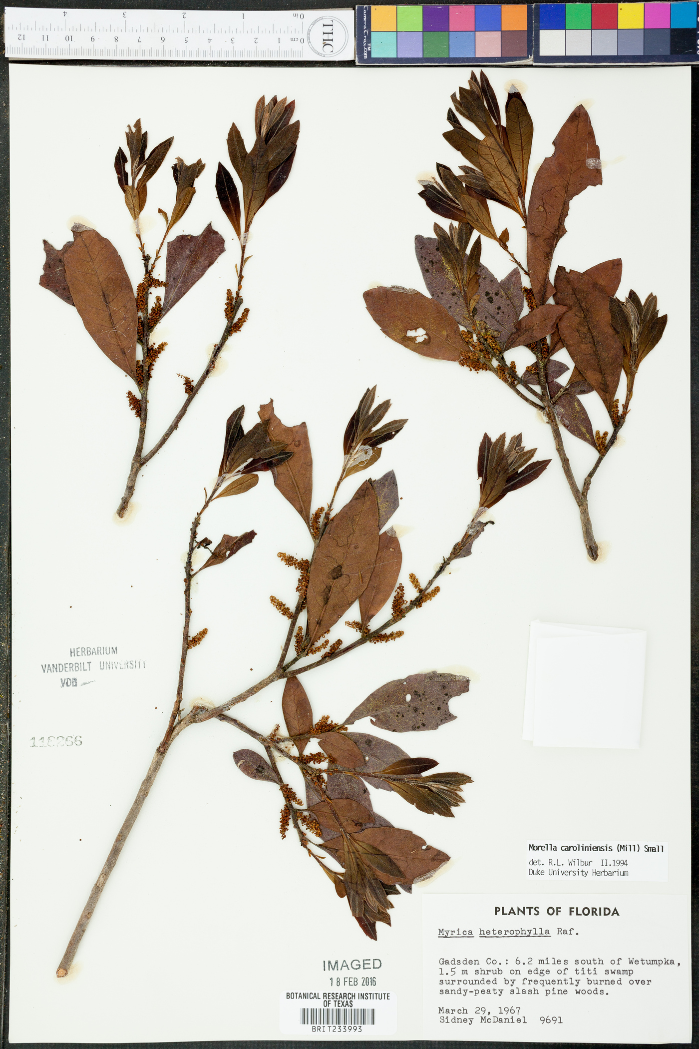 Myrica caroliniensis image