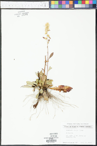 Solidago erecta image