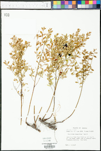 Vaccinium myrsinites image