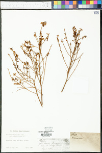 Vaccinium myrsinites image