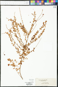 Vaccinium myrsinites image