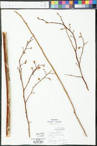 Vaccinium arkansanum image