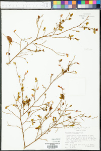 Vaccinium elliottii image