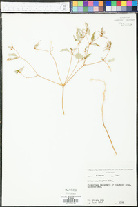 Croton monanthogynus image