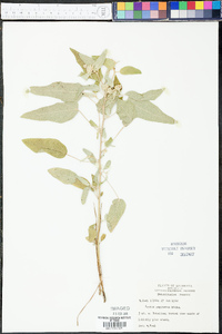 Croton capitatus image
