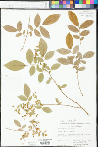 Vaccinium stamineum var. stamineum image