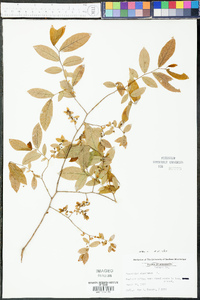 Vaccinium stamineum var. stamineum image