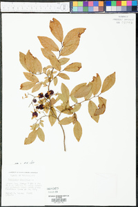 Vaccinium stamineum var. stamineum image